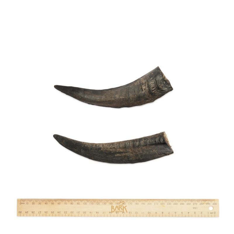 Bark and Beyond GOAT HORNS (SMALL) 10-15CM