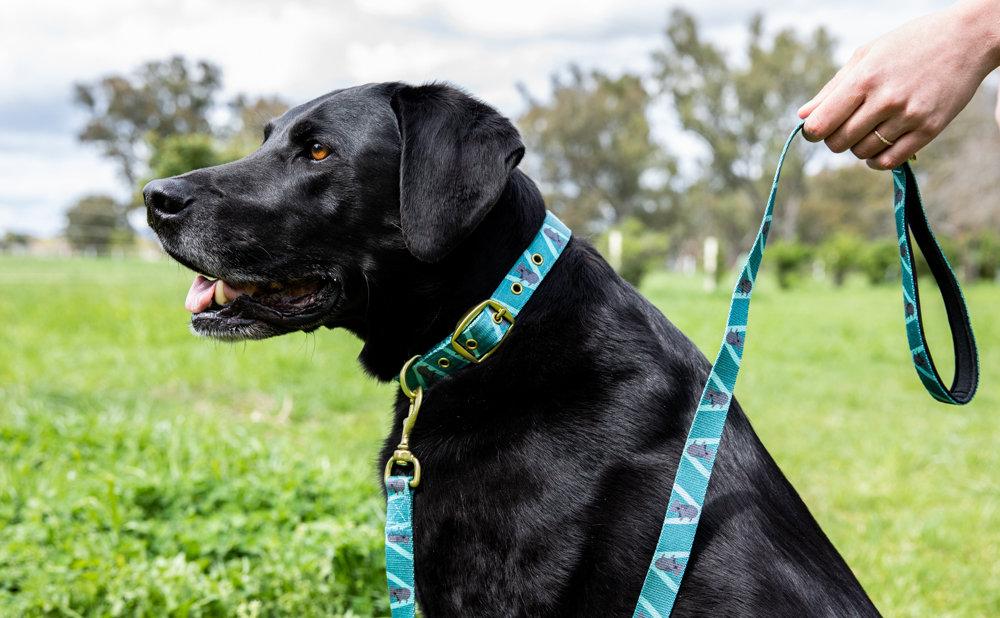 Anipal Kylo the Koala Dog Lead