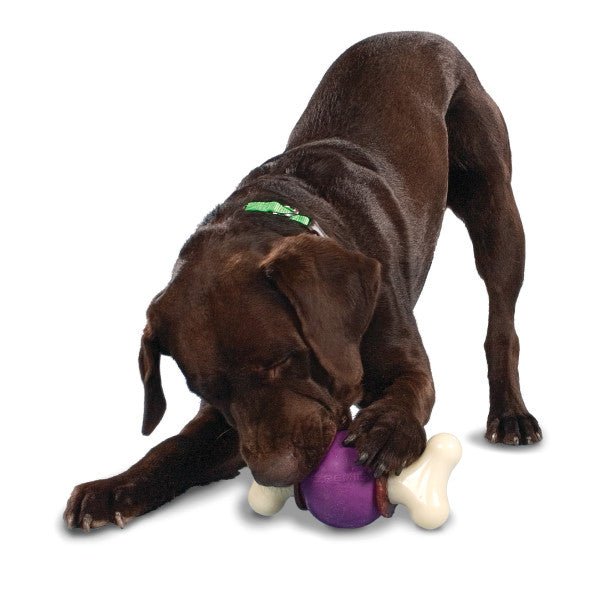 Petsafe store bouncy bone